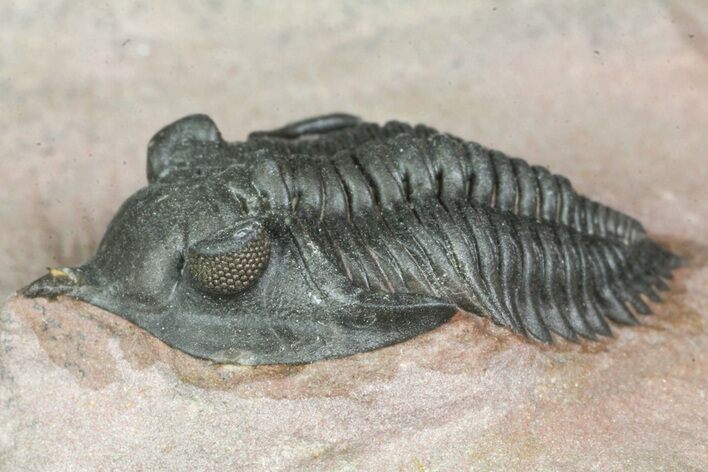 Pseudocryphaeus (Cryphina) Trilobite - Lghaft, morocco #165936